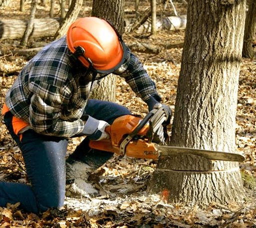 Tree Removal in Stanwood, MI